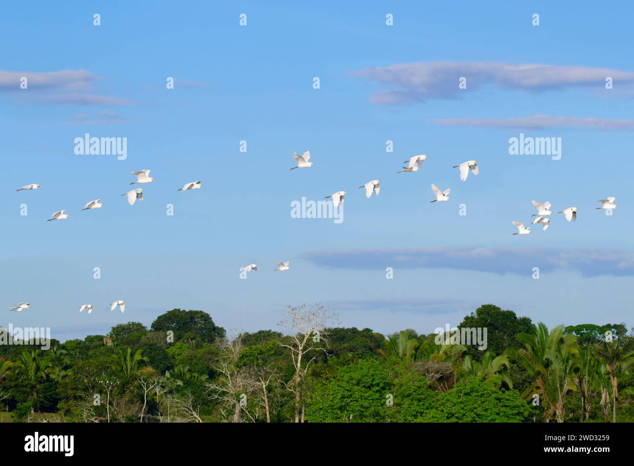 Flock of Western Cattle Egrets, Bubulcus ibis, Amazon Basin, Brasile Foto Stock