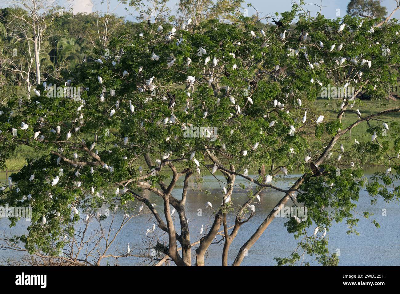 WESTERN Cattle Egrets, Bubulcus ibis, cammina su un albero, tardo pomeriggio, bacino amazzonico, Brasile Foto Stock