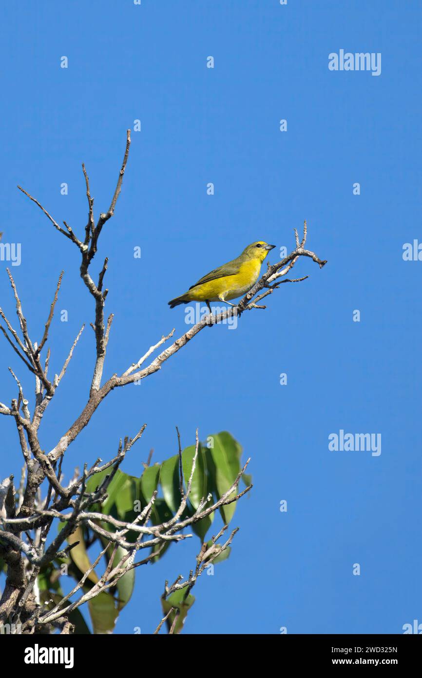 Euphonia dalla gola viola femminile, Euphonia chlorotica, bacino amazzonico, Brasile Foto Stock