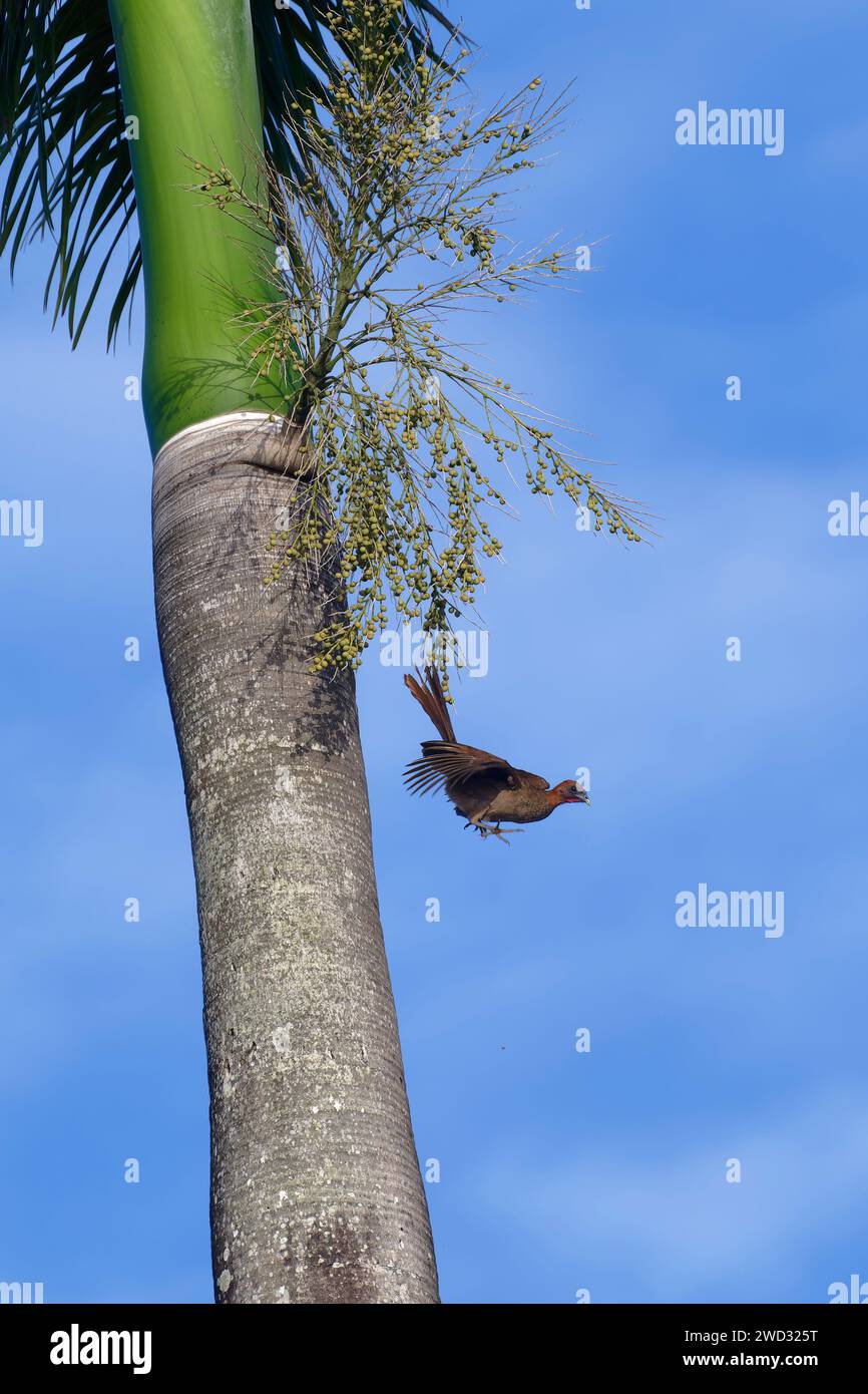 Chachalaca con testa di castagno che vola da una palma reale, ruficeps di Ortalis, bacino amazzonico, Brasile Foto Stock