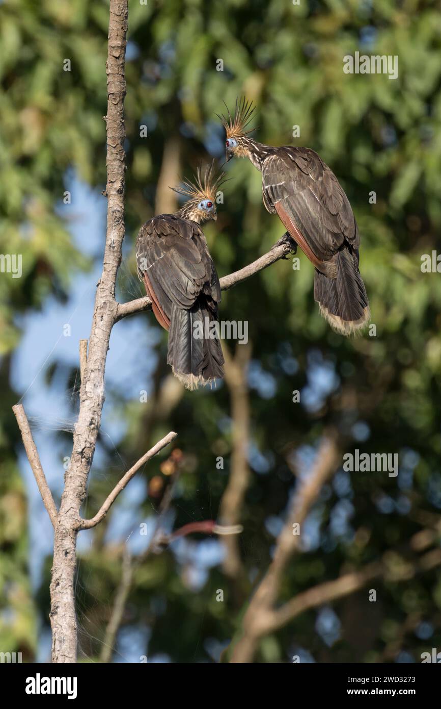 Due Hoatzin, Opisthocomus hoazin, su un ramo d'albero, bacino amazzonico, Brasile Foto Stock