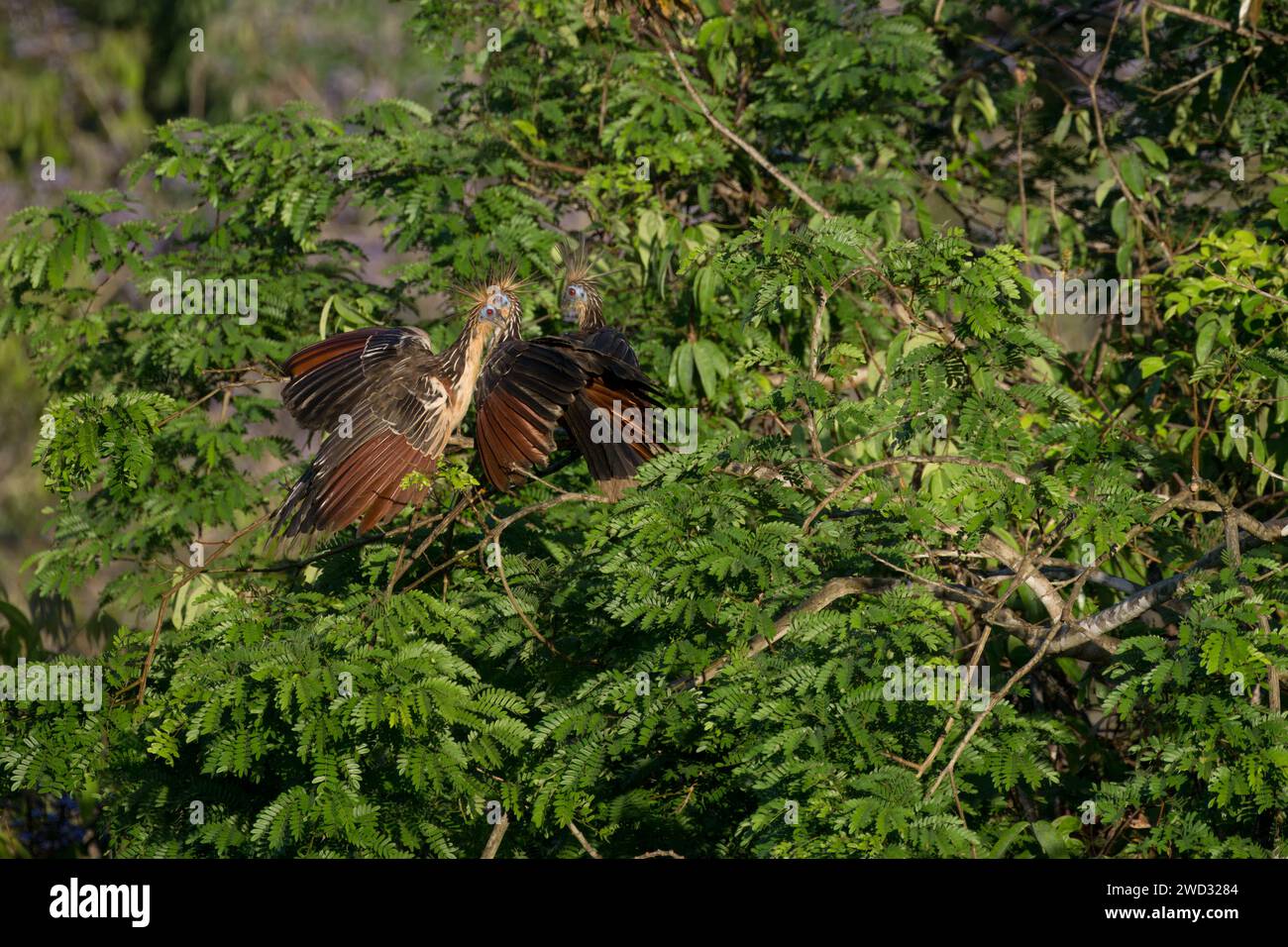 Tre Hoatzin, Opisthocomus hoazin, nella foresta, bacino amazzonico, Brasile Foto Stock