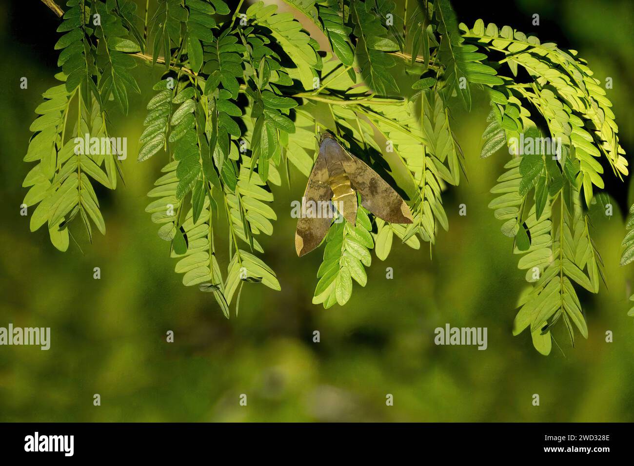 Falena di Falco, famiglia Sphingidae, bacino amazzonico, Brasile Foto Stock