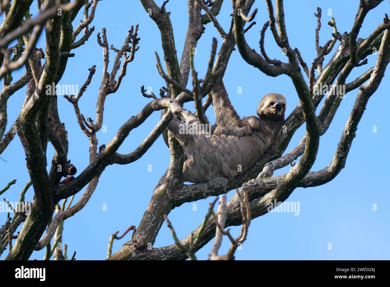 Brown ha gola a tre dita del piede Sloth, Bradypus variegatus, in un albero, bacino amazzonico, Brasile Foto Stock