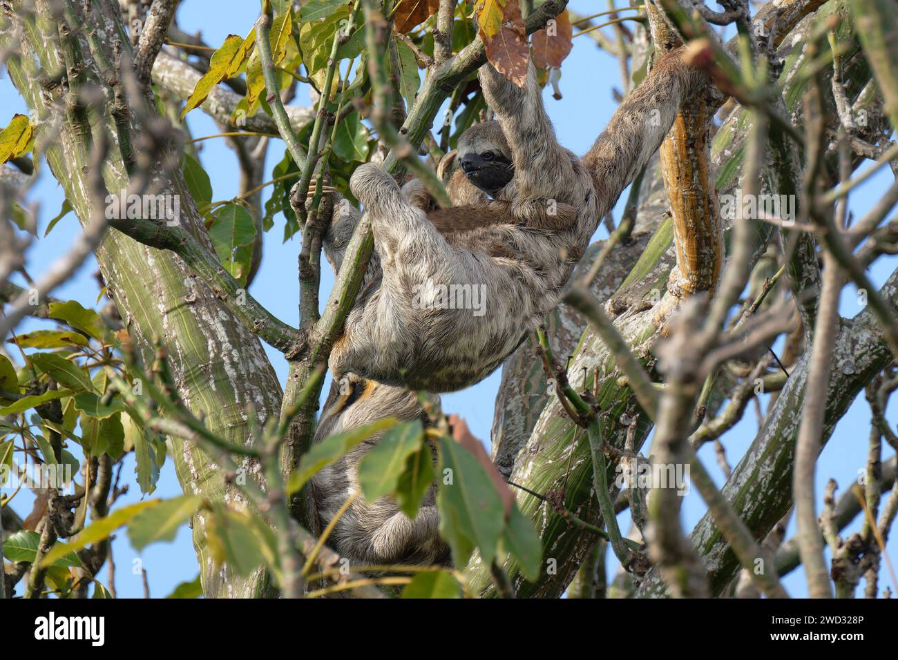 Brown ha gola a tre dita del piede Sloth, Bradypus variegatus, in un albero, bacino amazzonico, Brasile Foto Stock