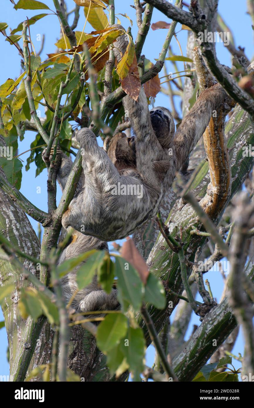 Brown ha gola a tre dita del piede Sloth, Bradypus variegatus, in un albero con giovani, bacino amazzonico, Brasile Foto Stock