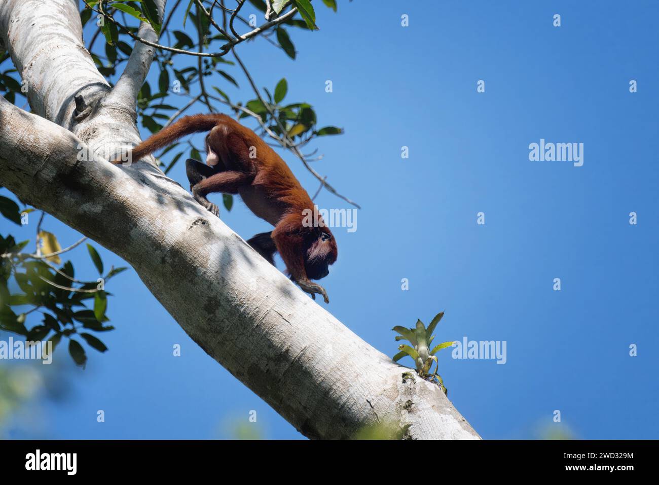 Scimmia urlatrice rossa colombiana, Alouatta seniculus, in un albero, bacino amazzonico, Brasile Foto Stock