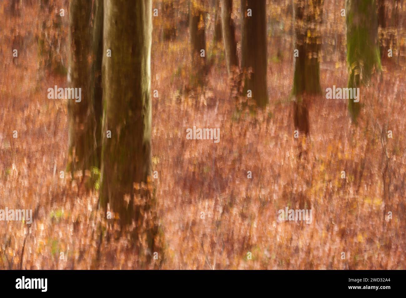 Alberi sfocati, trattamento astratto con effetto sfocatura movimento, foresta fuzzy, Svizzera Foto Stock