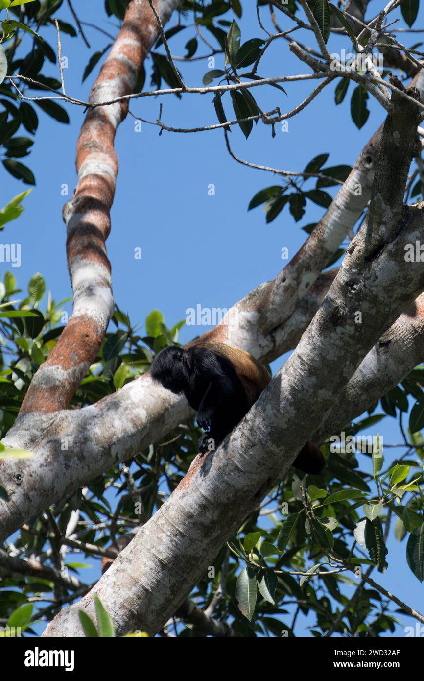 Uakari dalla testa nera, Cacajao melanocephalus, bacino amazzonico, Brasile Foto Stock