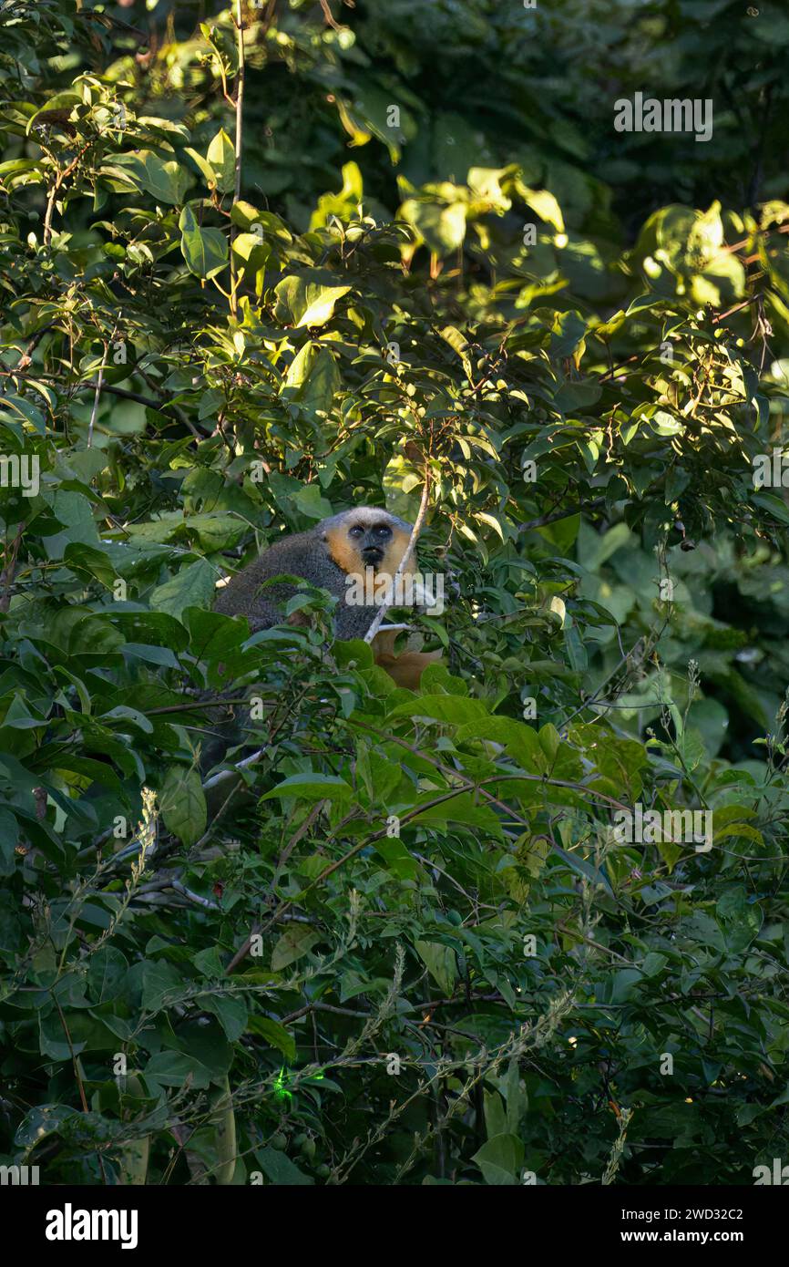 Scimmia titi con abbellimento rosso, Plecturocebus moloch, nel suo ambiente naturale, bacino amazzonico, Brasile Foto Stock