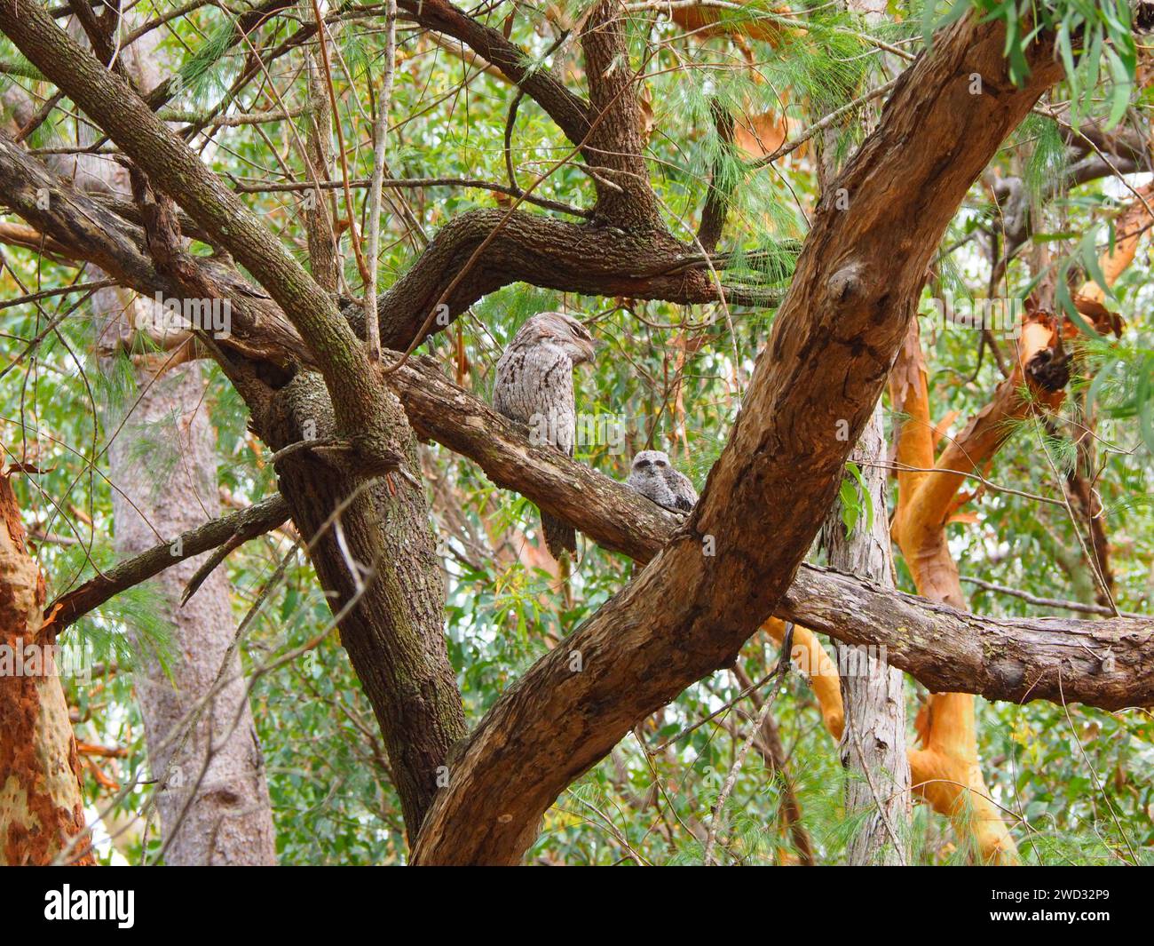 Australia Impressions Foto Stock