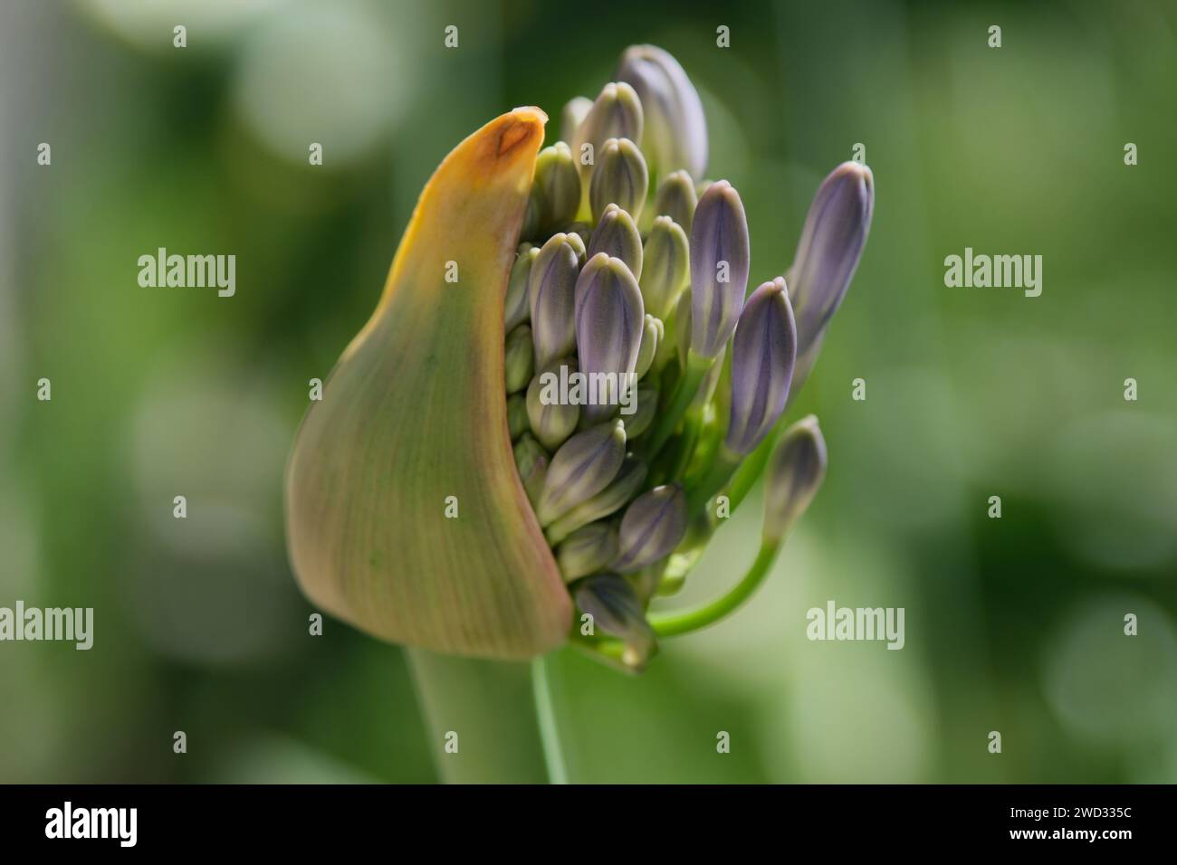 Primo piano di una gemma di Agapanthus africana (giglio africano) da cui appaiono infiorescenze con fiori blu Foto Stock