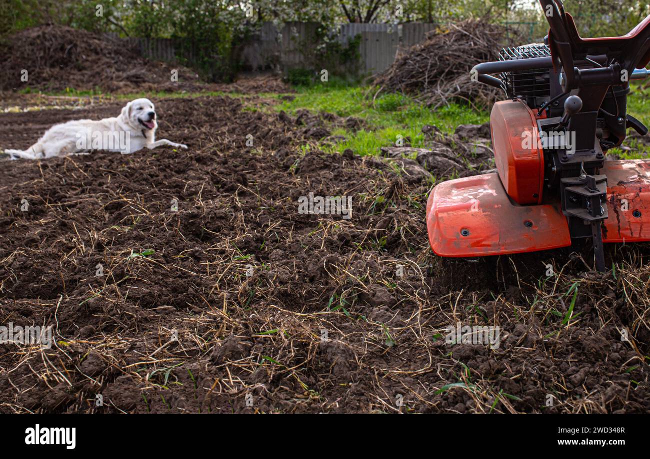 l'agricoltore guida il coltivatore, creando l'ambiente ideale per la coltivazione imminente. Un giovane Labrador giace sul terreno appena arato nel giardino Foto Stock