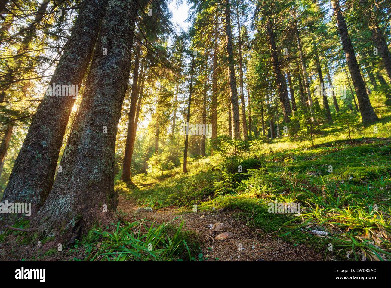 Splendida mattinata nella foresta da sogno con sentiero in montagna all'alba. Foto Stock