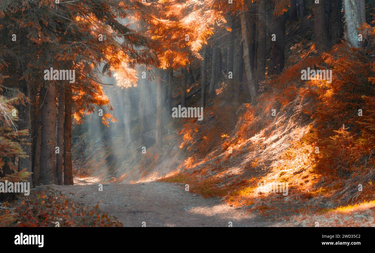 Foresta delle fate autunnali con i raggi del sole che brillano attraverso la nebbia mattutina. Foto Stock