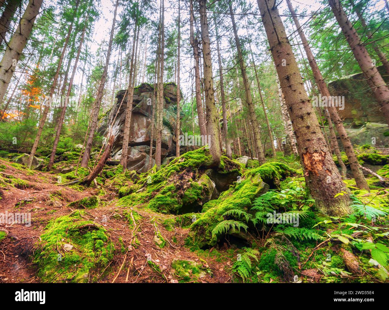 Splendida foresta autunnale con grandi rocce ricoperte di muschio e alberi alti. Vista angolare bassa. Foto Stock