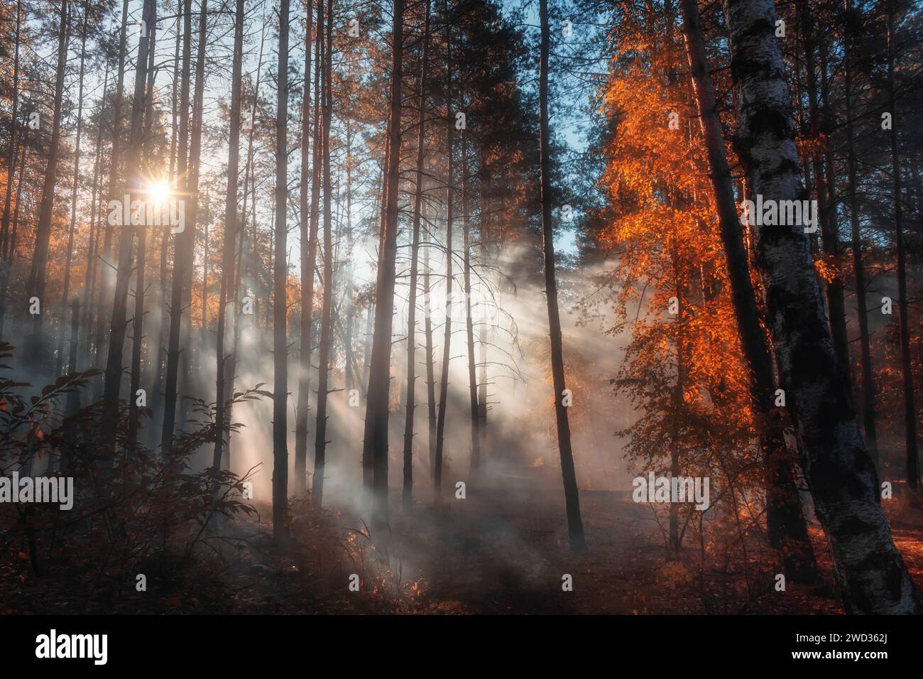 La foresta autunnale di Foggy in mattinata. Splendido paesaggio con raggi solari luminosi che brillano attraverso la fitta nebbia, creando un'atmosfera favolosa. Foto Stock