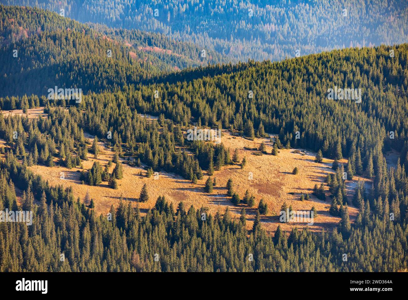 Pendii montani ricoperti di pinete all'alba Foto Stock
