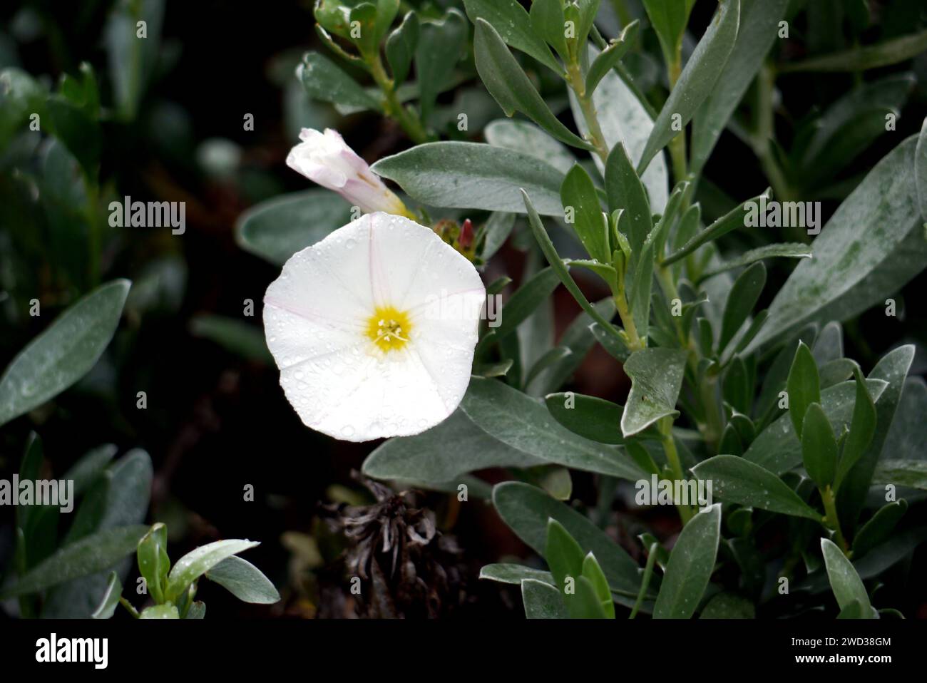 Cespuglio bianco "Convolvulus Cneorum" Bindweed Flower Grown in the Borders presso RHS Garden Harlow Carr, Harrogate, Yorkshire, Inghilterra, Regno Unito Foto Stock