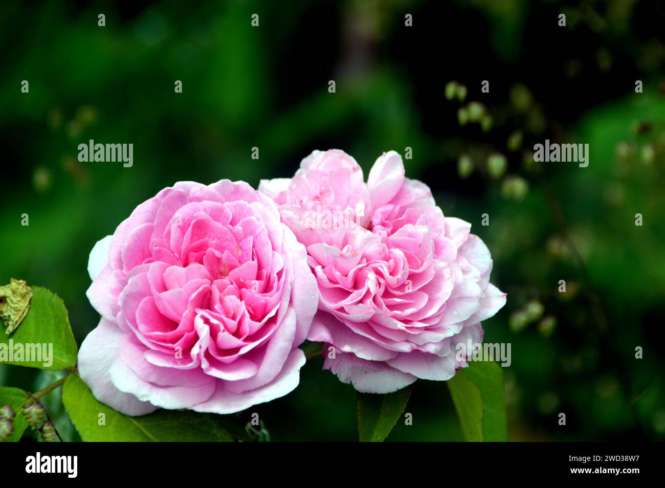 Rosa tenue per arrampicata doppia rosa (Rosa 'Mortimer Sackler') Fiore cresciuto nei confini al RHS Garden Harlow Carr, Harrogate, Yorkshire, Inghilterra, Regno Unito Foto Stock Rosa tenue per arrampicata doppia rosa (Rosa 'Mortimer Sackler') Fiore cresciuto nei confini al RHS Garden Harlow Carr, Harrogate, Yorkshire, Inghilterra, Regno Unito Foto Stock