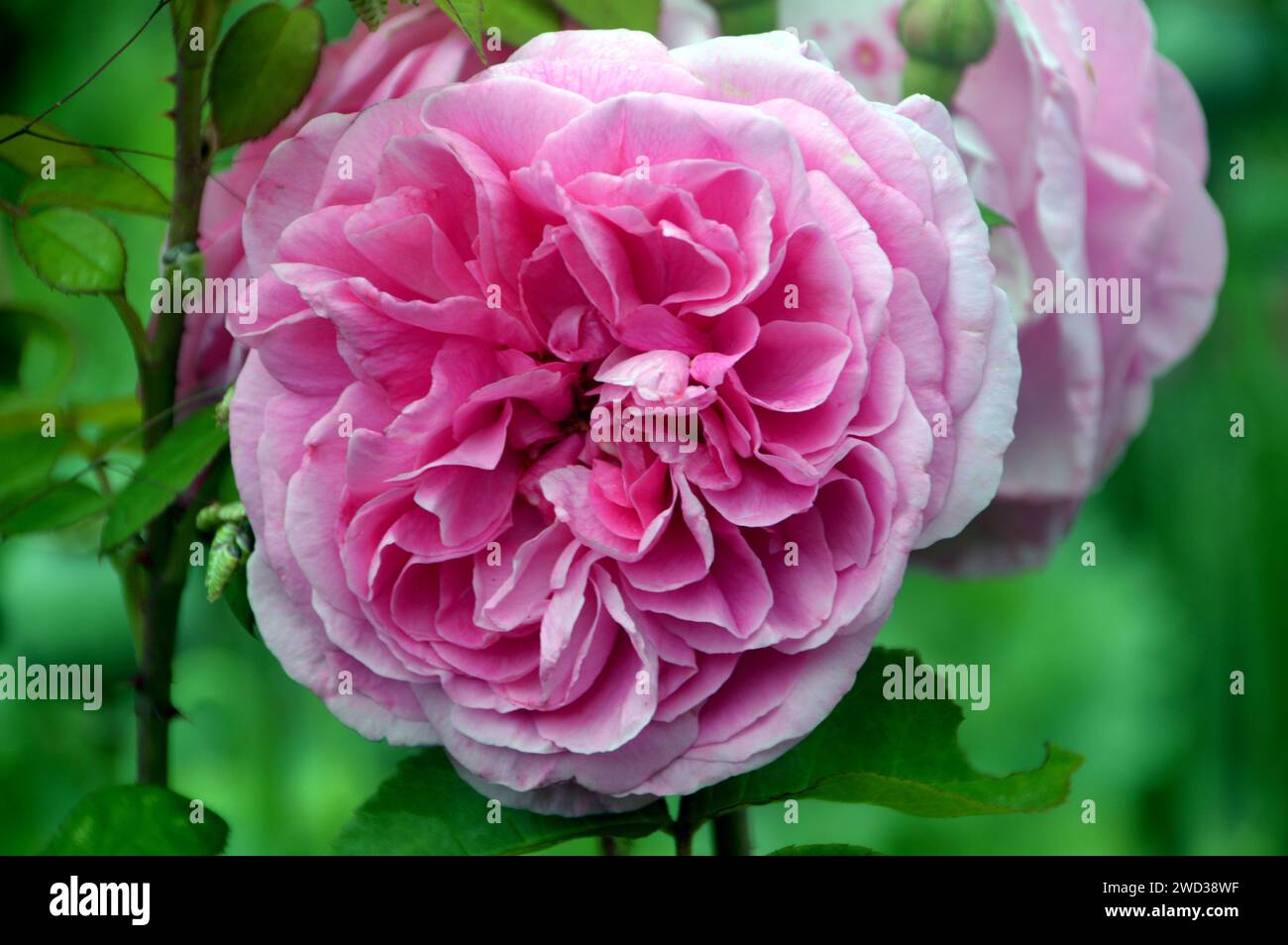 Rosa tenue per arrampicata doppia rosa (Rosa 'Mortimer Sackler') Fiore cresciuto nei confini al RHS Garden Harlow Carr, Harrogate, Yorkshire, Inghilterra, Regno Unito Foto Stock Rosa tenue per arrampicata doppia rosa (Rosa 'Mortimer Sackler') Fiore cresciuto nei confini al RHS Garden Harlow Carr, Harrogate, Yorkshire, Inghilterra, Regno Unito Foto Stock
