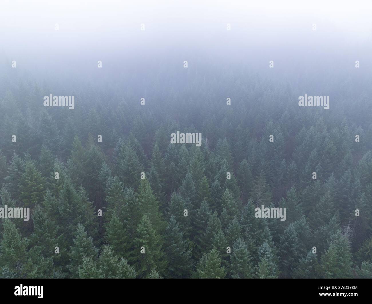 La nebbia scorre attraverso una foresta del Pacifico nord-occidentale a ovest di Portland, Oregon. Questa regione degli Stati Uniti ospita vaste foreste, montagne e fiumi. Foto Stock