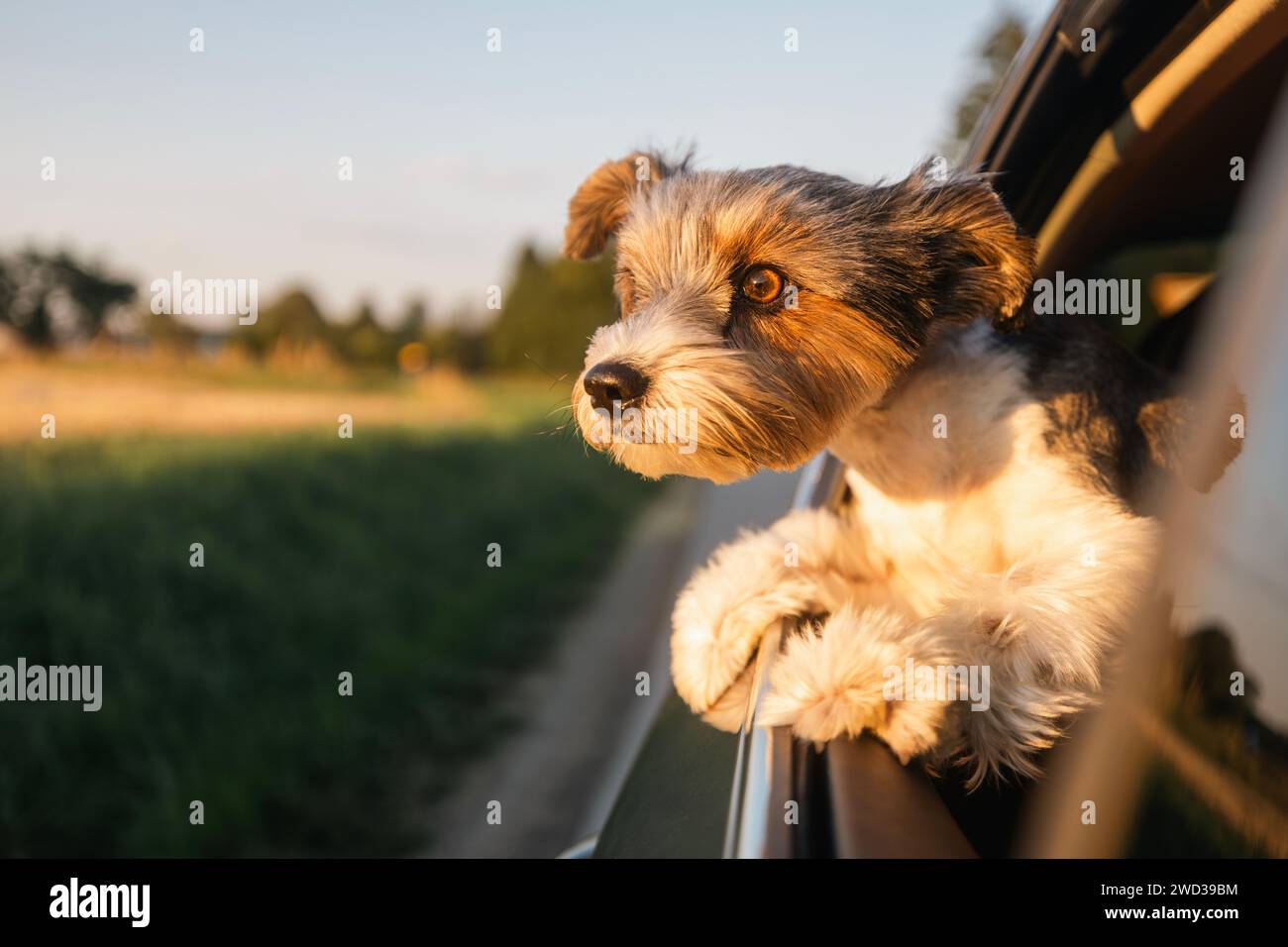 Capo del cane da giro felice che guarda fuori dal finestrino dell'auto. Curioso terrier che si gode un viaggio in auto nelle soleggiate giornate estive. Foto Stock