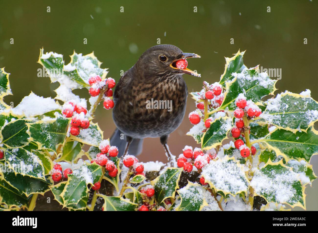 Merluzzo eurasiatico Turdus merula, alimentazione femminile di bacche di holly ricoperte di neve, dicembre. Foto Stock