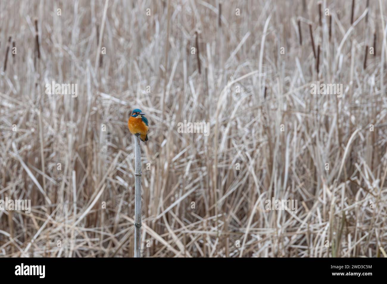 Il Kingfisher comune (Alcedo atthis) arroccato su un cumulo, vicino alle canne in Ungheria, il lago Balaton Foto Stock