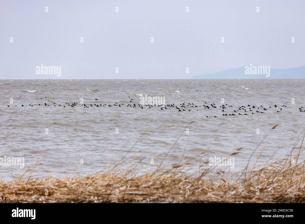 Paradiso invernale al favoloso lago Balaton d'Ungheria. Uccelli dell'occhio d'oro del comune settentrionale sull'acqua Foto Stock