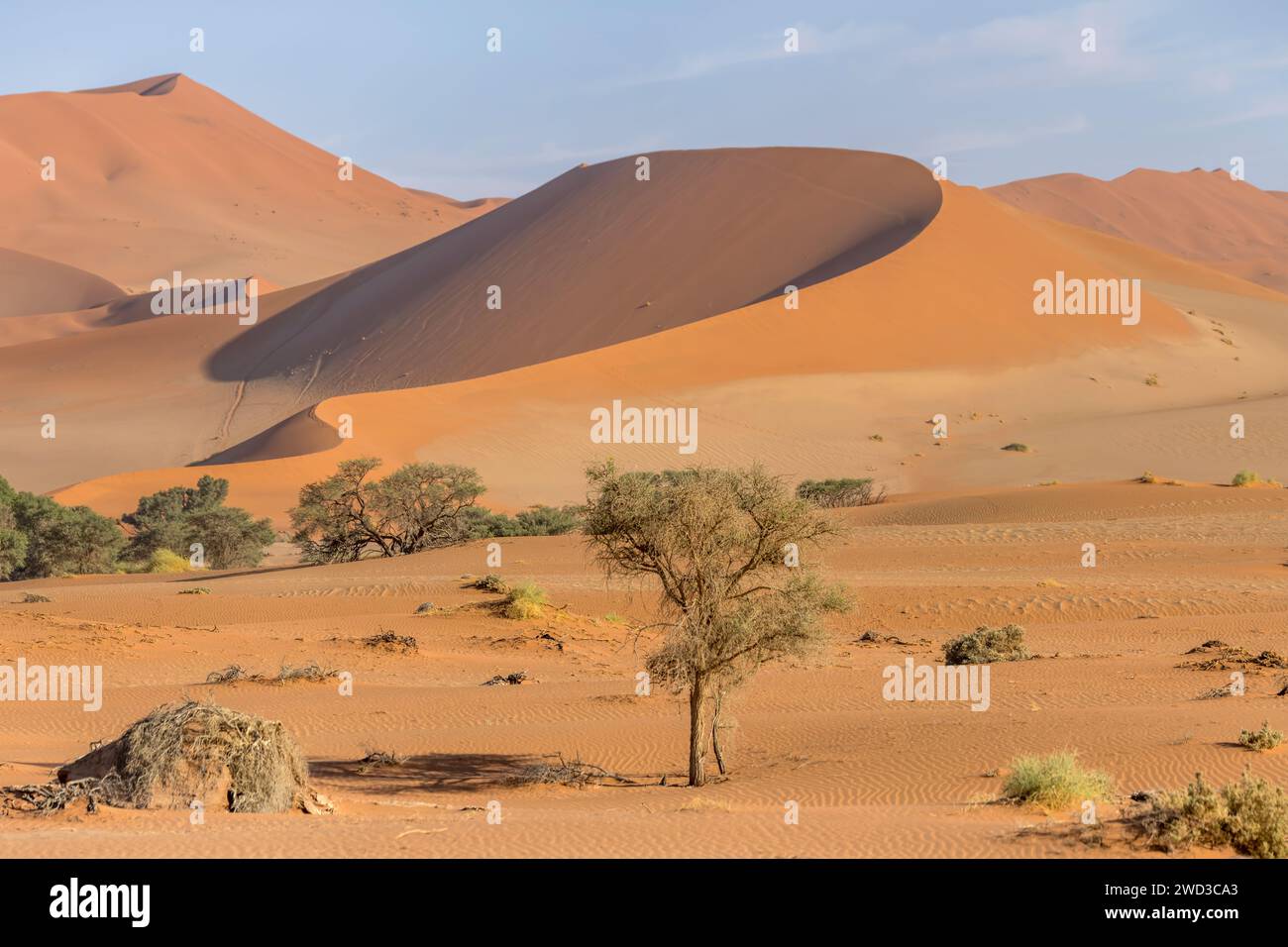 Paesaggio con bordo arrotondato di una grande duna rossa, girato in tarda primavera nel deserto del Naukluft vicino a Sossusvlei, Namibia, Africa Foto Stock