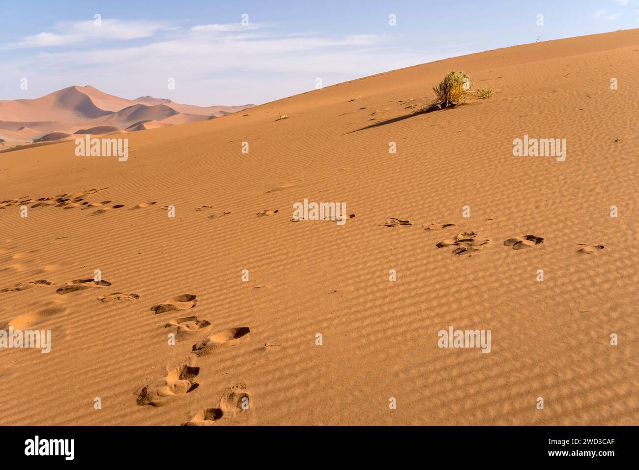 Dettaglio dei binari sulla sabbia del pendio delle dune rosse, girato con una luce brillante in tarda primavera nel deserto del Naukluft a Deadlvei, Namibia, Africa Foto Stock