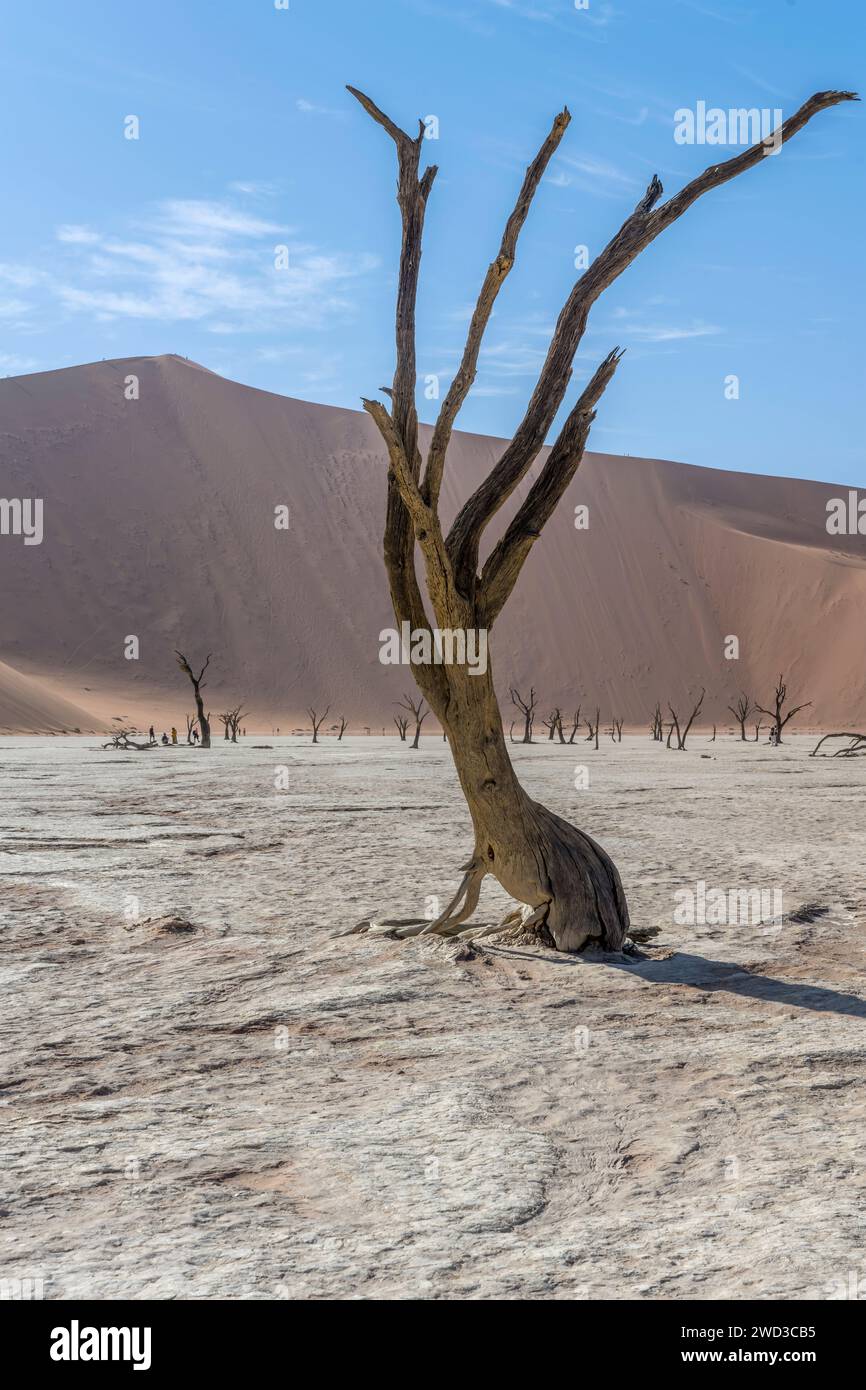 Albero asciutto in padella con pendenza duna sullo sfondo, girato in tarda primavera nel deserto del Naukluft a Deadlvei, Namibia, Africa Foto Stock