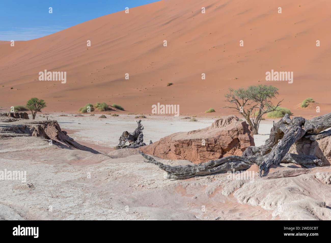 Tronchi asciutti e rocce in padella con grande duna sullo sfondo, scattati con una luce brillante di tarda primavera nel deserto del Naukluft a Deadlvei, Namibia, Africa Foto Stock