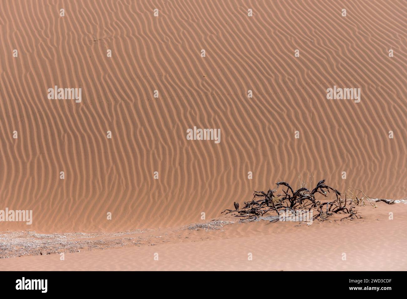 Dettaglio delle onde di sabbia del pendio delle dune rosse, scattate con una luce brillante in tarda primavera nel deserto del Naukluft a Deadlvei, Namibia, Africa Foto Stock
