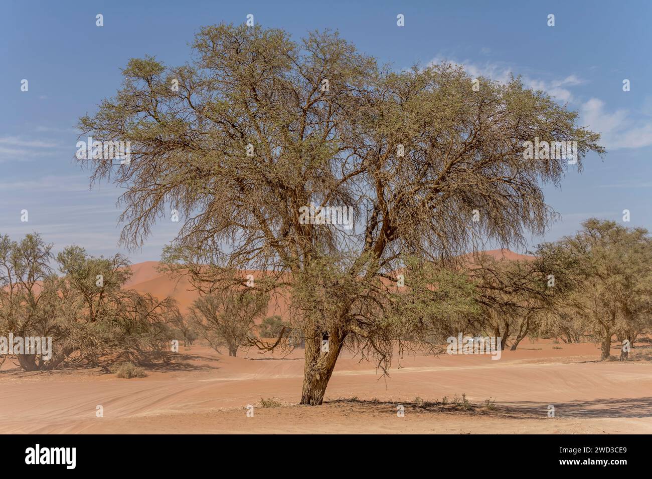 Grande albero di Acacia ereoloba con pendenze delle dune sullo sfondo, girato con luce brillante in tarda primavera nel deserto di Naukluft vicino a Sossuslvei, Namibia, Africa Foto Stock