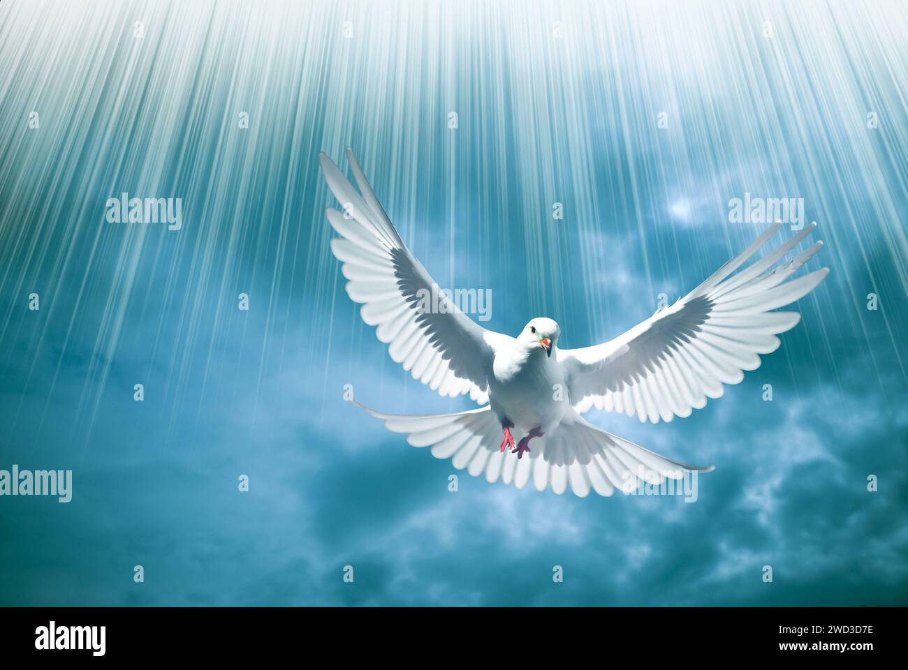 colomba bianca come simbolo di pace Foto Stock