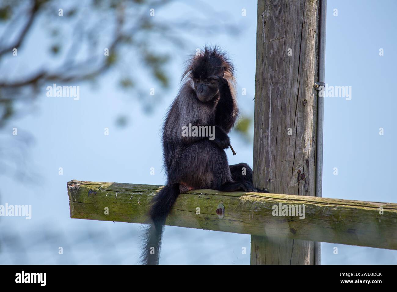 Passando attraverso le cime degli alberi delle foreste pluviali africane, lo sfuggente Mangabey Grigio-Cheeked (Lophocebus albigena) svela la sua accattivante presenza. Explor Foto Stock