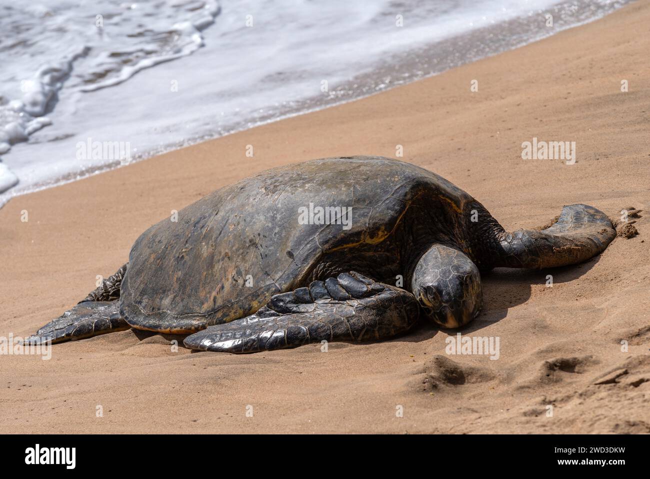 Una tartaruga verde si trova sulla spiaggia vicino a Lahaina, Maui, Hawaii Foto Stock