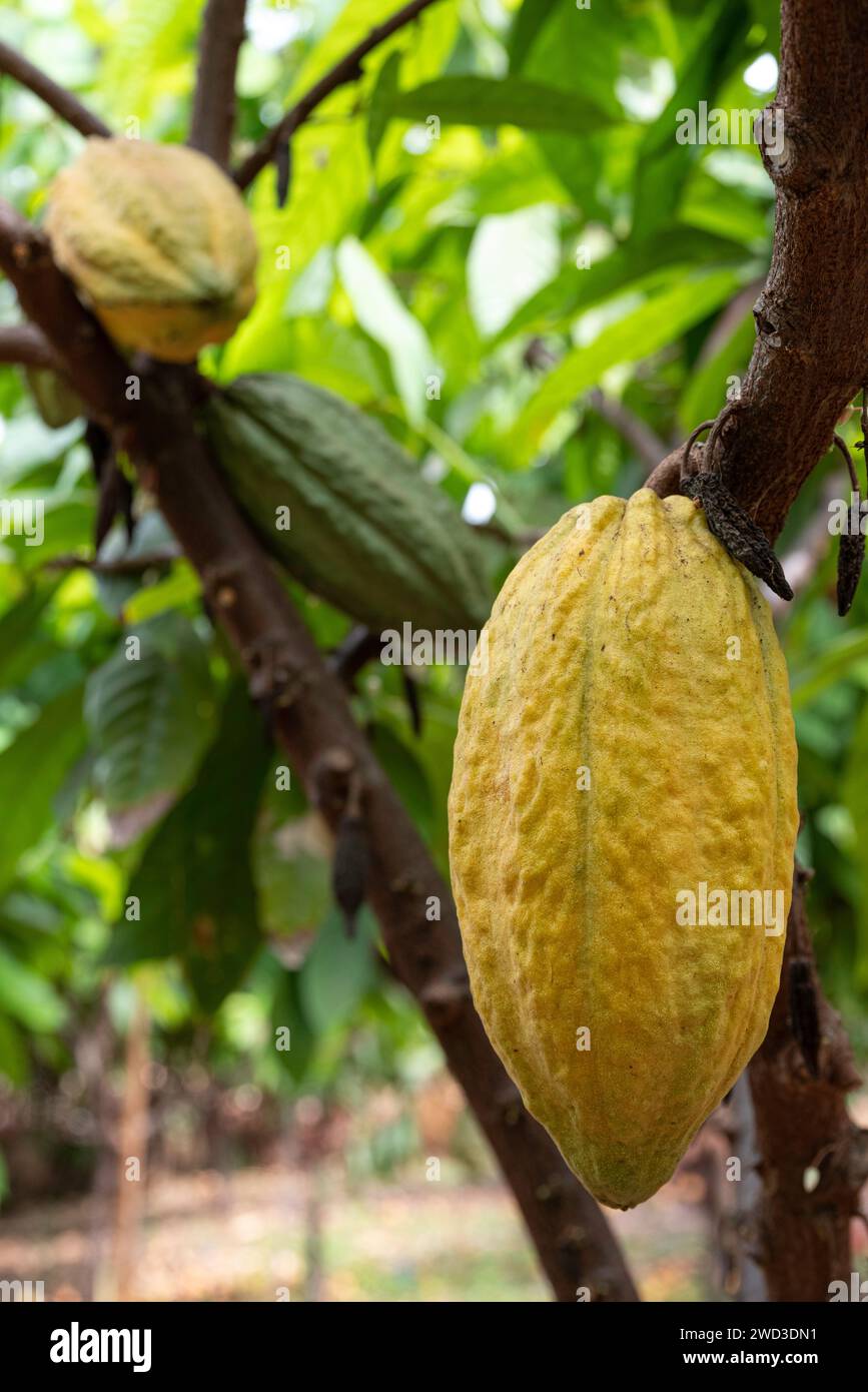 La cialda di cacao aprì per mostrare i fagioli, presso le fattorie di cioccolato Ku'ia Estates, Lahaina, Maui, Hawaii Foto Stock