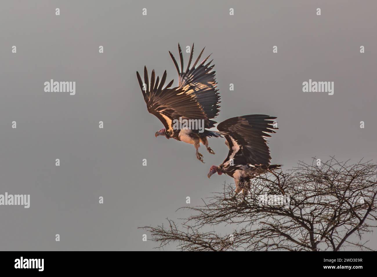 Gli avvoltoi dalla faccia di legna volano da un albero nella Namibia centrale. Foto Stock