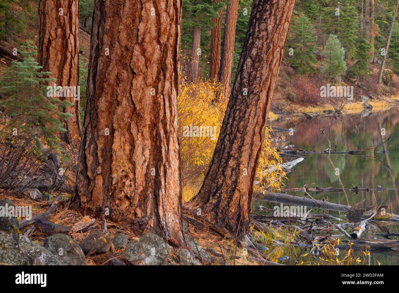 Clear Lake con pino Ponderosa (Pinus ponderosa), South Warner Wilderness, Modoc National Forest, California Foto Stock