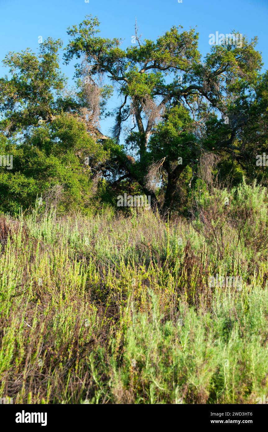 Oak in scrub della costa campana nel Canyon, Ronald W Caspers Wilderness Park, Orange County, California Foto Stock