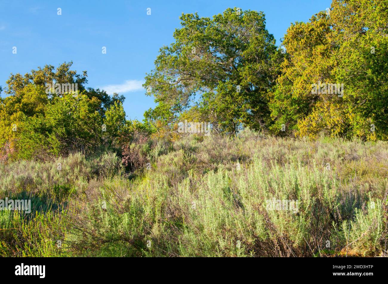 Oak in scrub della costa campana nel Canyon, Ronald W Caspers Wilderness Park, Orange County, California Foto Stock