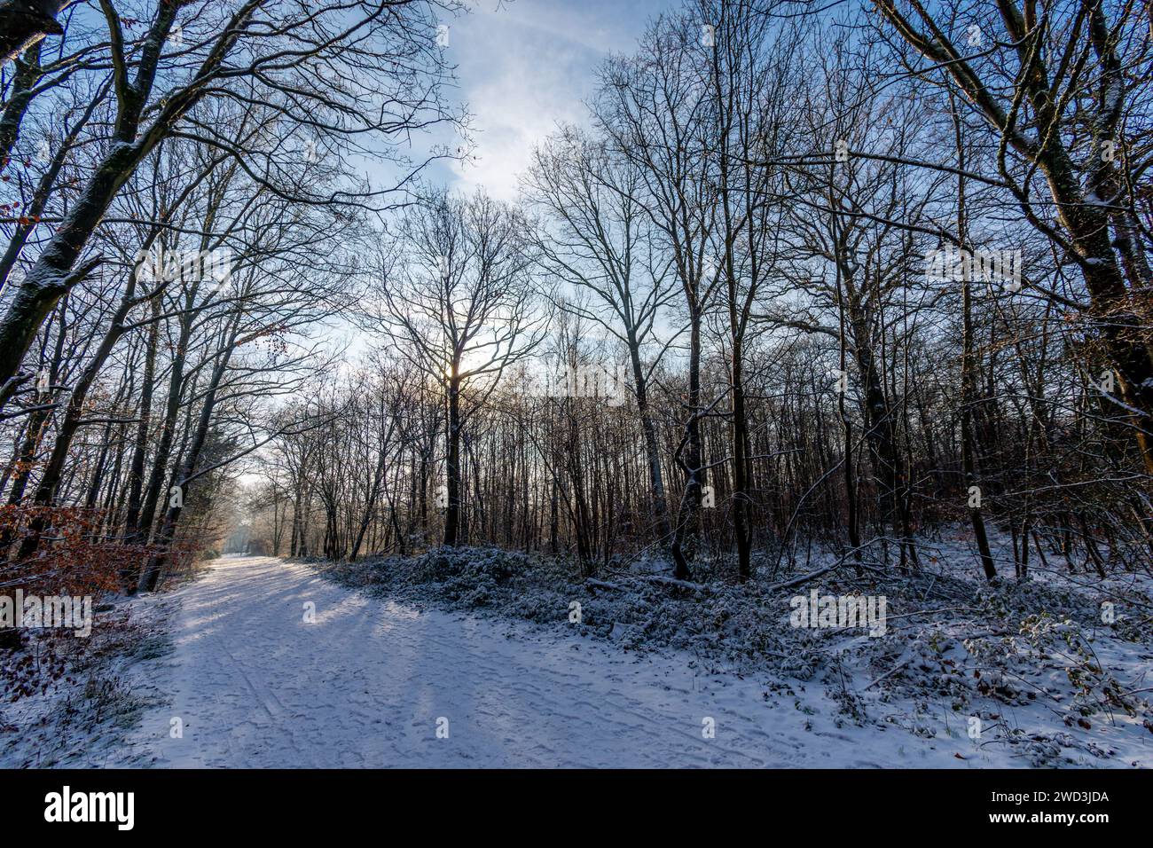 Sentiero forestale coperto di neve in una fredda e soleggiata mattinata invernale, nei boschi di Clamart, Francia Foto Stock