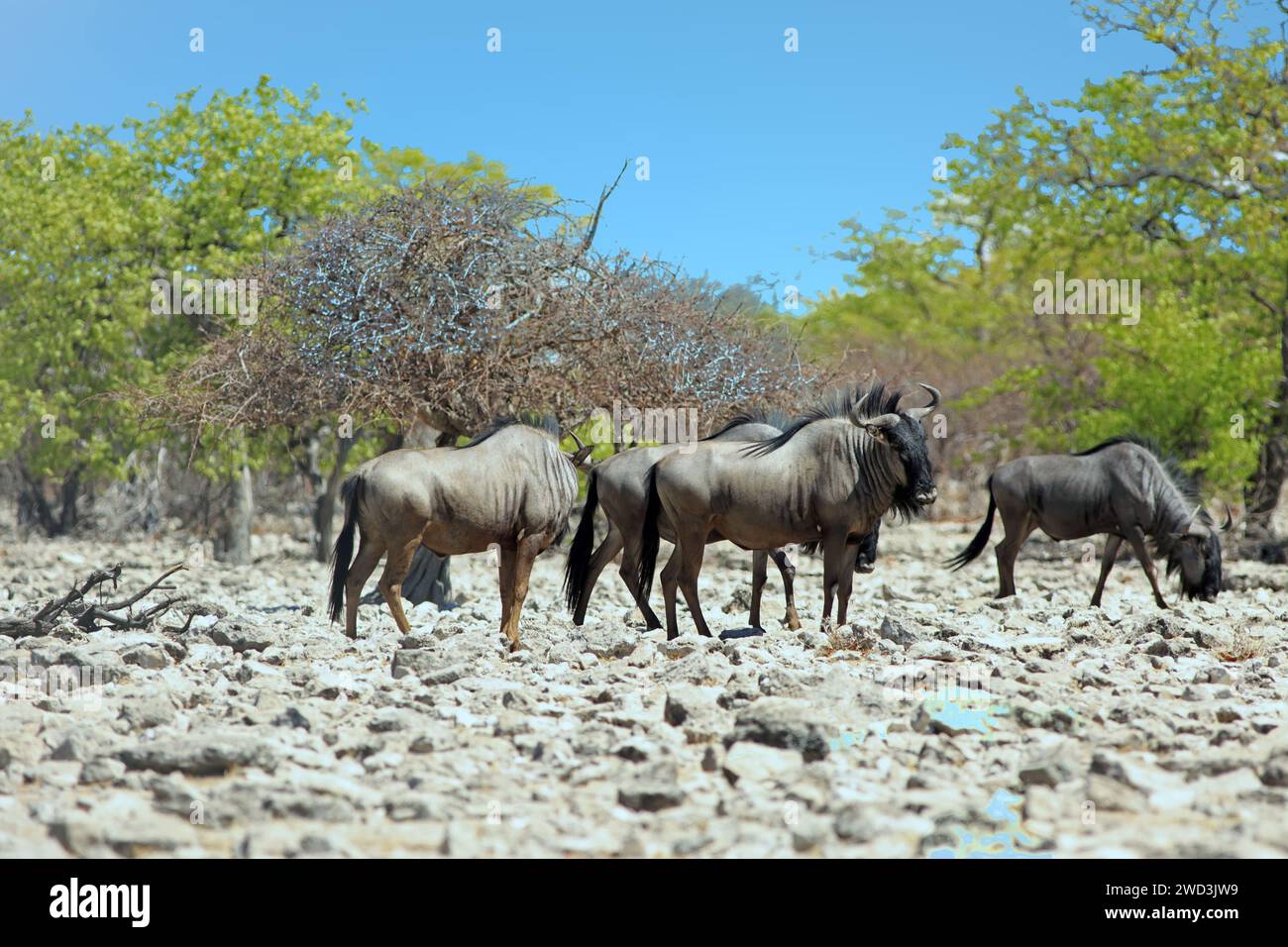 Mandria di GNU che si trova su un terreno roccioso accanto al lussureggiante bosco verde nel Parco Nazionale di Etosha, Namibia Foto Stock