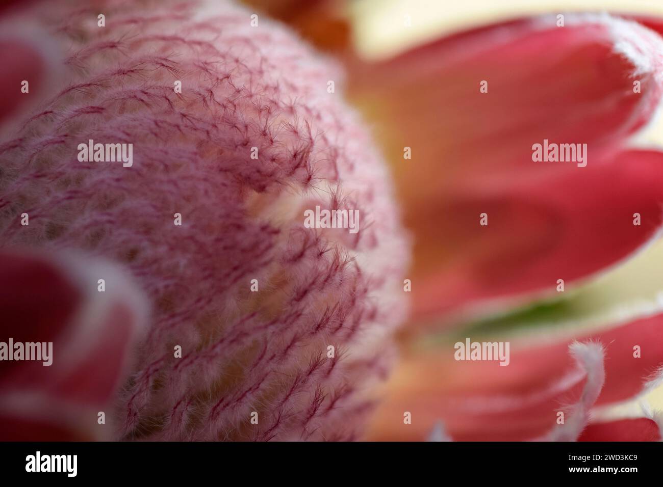 primo piano del fiore rosa di protea Foto Stock