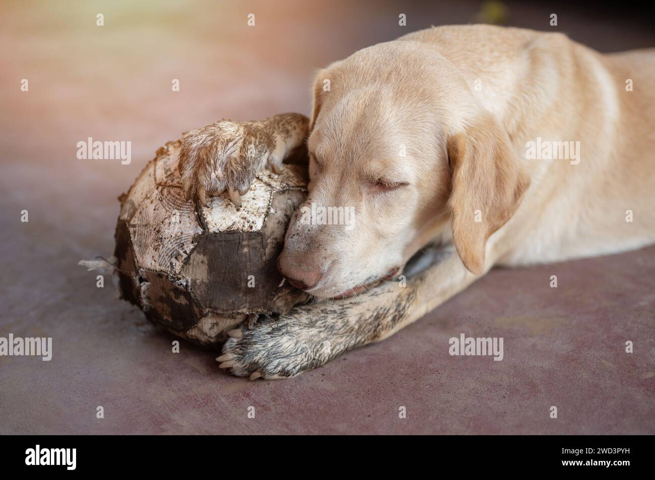 Dirty labrador Dog tiene la palla dopo aver giocato in giardino Foto Stock