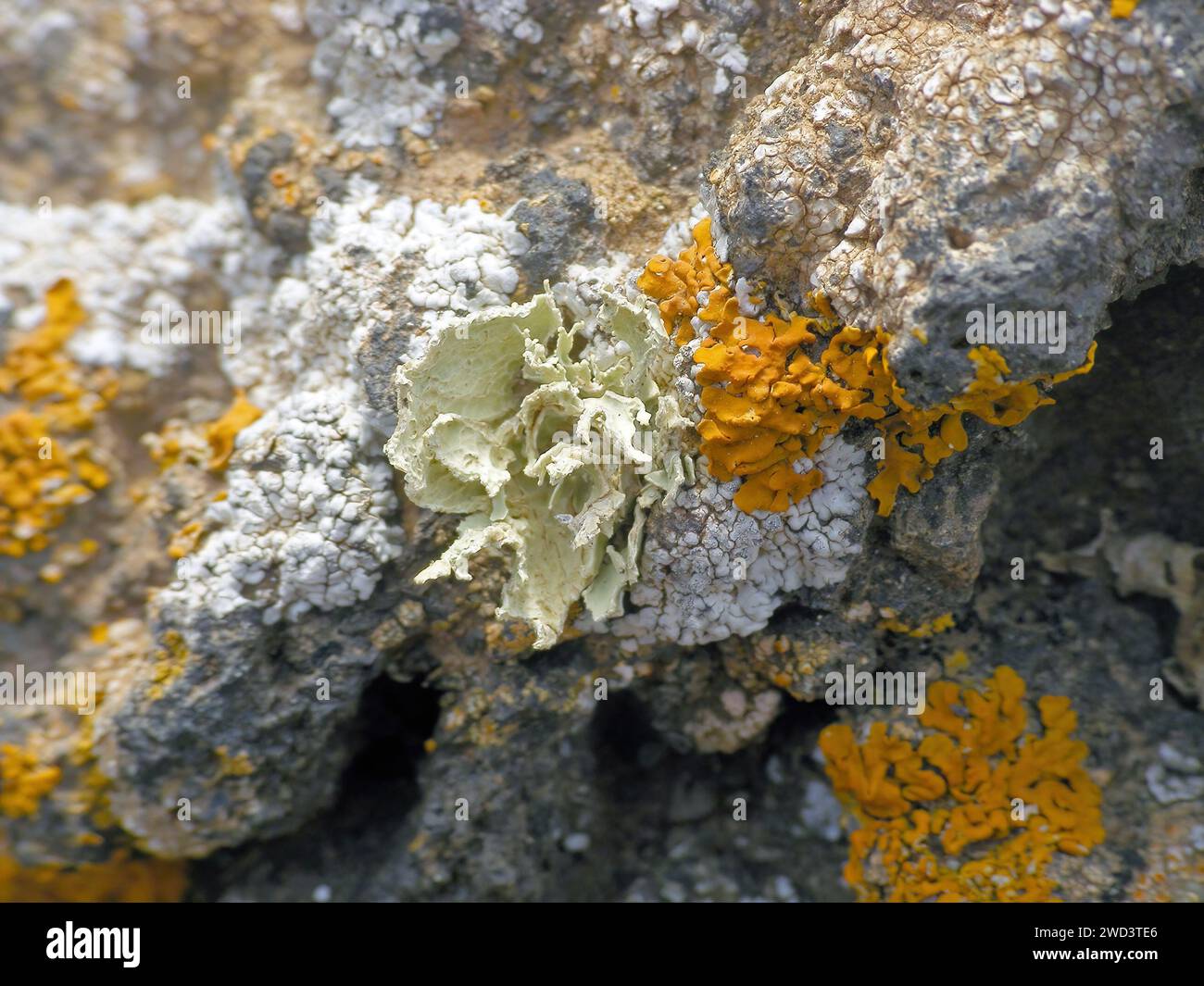 Organismi pionieri - licheni che crescono su rocce vulcaniche, Isole Canarie, Fuerteventura. Foto Stock