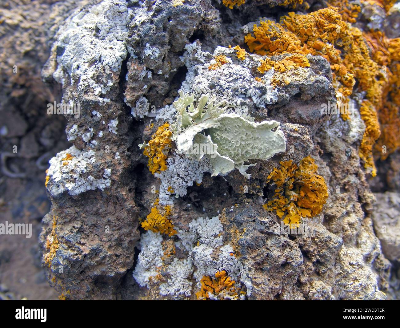 Organismi pionieri - licheni che crescono su rocce vulcaniche, Isole Canarie, Fuerteventura. Foto Stock